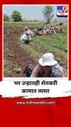 पुणे जिल्ह्यात उन्हाचा कडाका वाढला, भर उन्हात शेतकरी कामात व्यस्त.