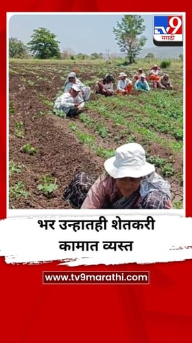 पुणे जिल्ह्यात उन्हाचा कडाका वाढला, भर उन्हात शेतकरी कामात व्यस्त