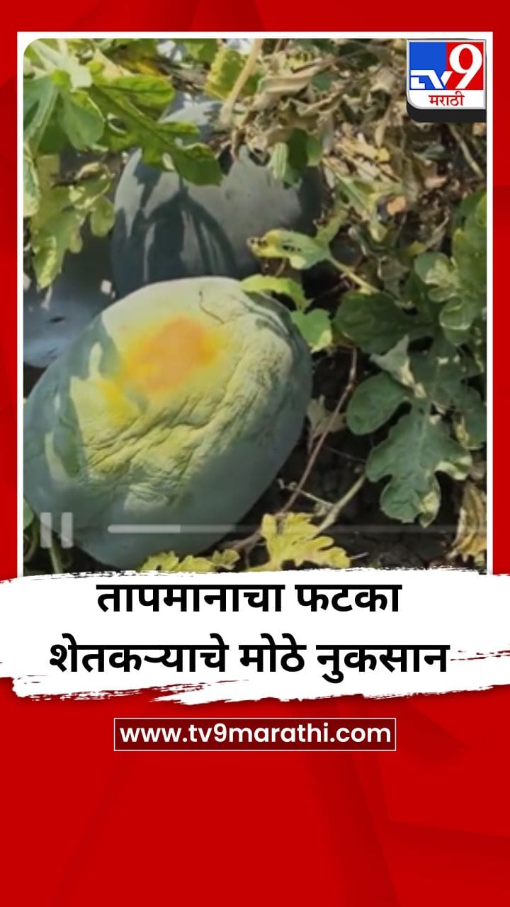 तापमानाचा फटका शेतकऱ्याचे मोठे नुकसान