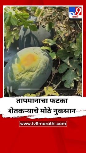 तापमानाचा फटका शेतकऱ्याचे मोठे नुकसान