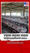 भोरमध्ये पोल्ट्री व्यवसाय अडचणीत, उन्हामुळे करावी लागतेय कसरत.
