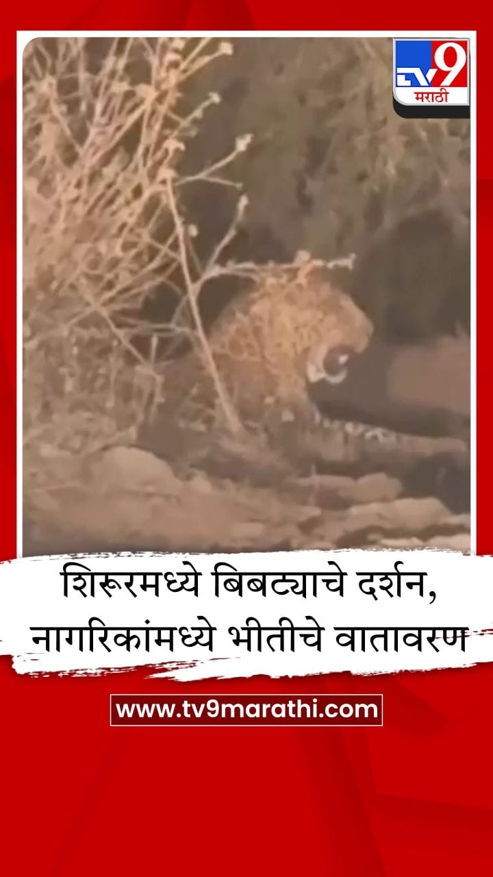 शिरूरमध्ये बिबट्याचा वावर, भक्ष्याच्या शोधात असताना कॅमेऱ्यात कैद