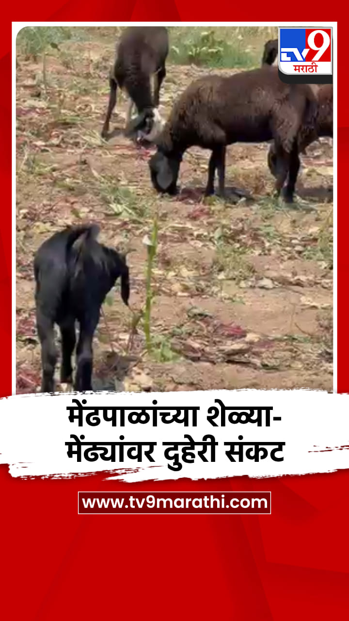 उन्हाच्या झळा अन् अवकाळीचा घाव; मेंढपाळांच्या शेळ्या-मेंढ्यांवर दुहेरी संकट