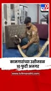 कल्याणमध्ये थरार, कामगार झोपलेले अन् उशाशी 10 फुटी अजगर.