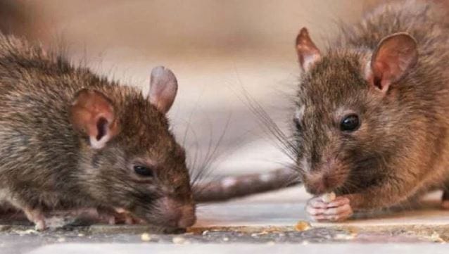 घरात एकदा उंदीर झाले की ते सहजासहजी बाहेर पडत नाहीत. कुठलेही औषध किंवा स्प्रे वापरला तरीही उंदीर घात ठाण मांडून बसतात. अशा वेळी नेमकं काय करावं, हे अनेकांना सुचत नाही. परंतु एक रुपयाही खर्च न करता तुम्ही घरातील उंदरांना बाहेर पळवून लावू शकता. 