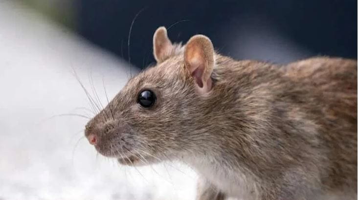 ते कसे शक्य आहे, याबाबत जाणून घेऊ या. तुमच्या घरातील कांदा हा उंदराला अजिबात आवडत नाही. कांद्याला बारीक करून त्यातील रस बाहेर काढावा. त्यानंतर त्या रसाला बॉटलमध्ये भरून जिथे-जिथे उंदीर आहेत, तिथे-तिथे फवारावा. पुढच्या काही दिवसांत उंदीर घरातून पळून जातील. 