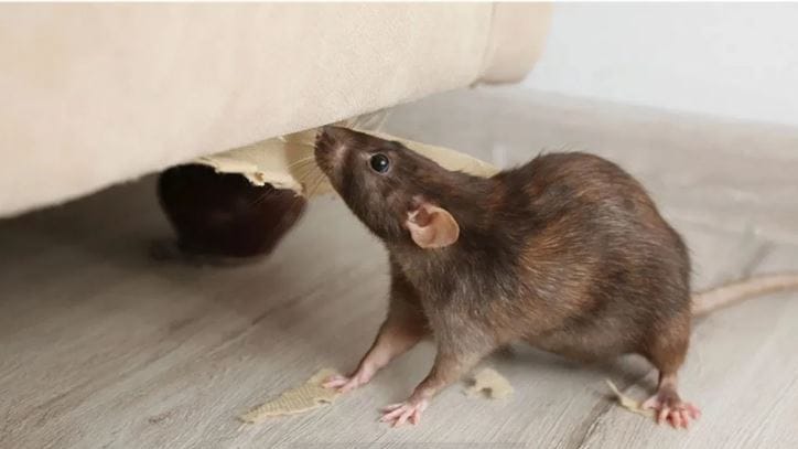 लाल मिरचीची पूडदेखील उंदरांना घरातून पळवून लावण्यासाठी उपयोगी पडते. घरात ज्या ठिकाणी उंदीर झालेले आहेत, त्या ठिकाणी लाल मिरचीची पूड टाकावी. उंदरांना मिरचीचा गंध आवडत नाही. त्यामुळे ते घरातून लगेच पळून जातात. 