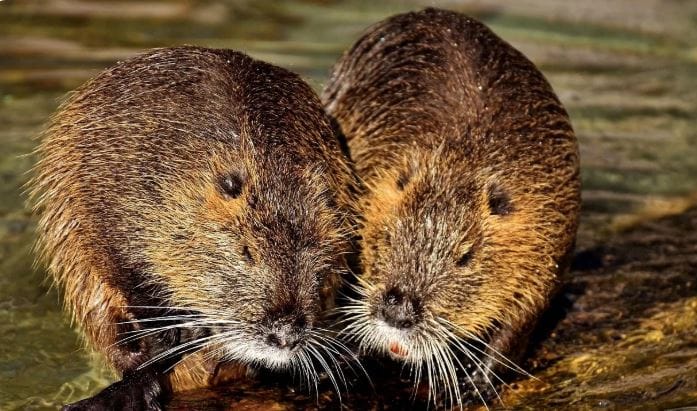 (टीप- या लेखातील सर्व माहिती ही प्राथमिक स्वरुपाची आहे. सविस्तर माहितीसाठी किंवा कोणताही प्रयोग करण्याआधी त्या-त्या क्षेत्रातील तज्ज्ञांशी संपर्क साधावा) 