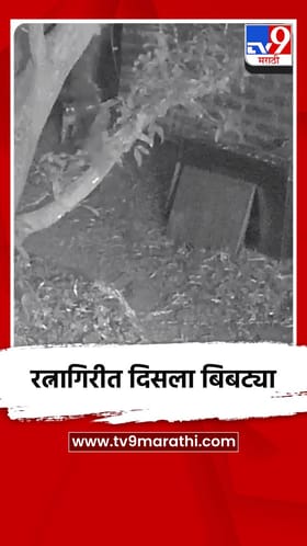 रत्नागिरी शहरात पुन्हा एकदा बिबट्याचे दर्शन, बिबट्या सीसीटीव्हीत कैद