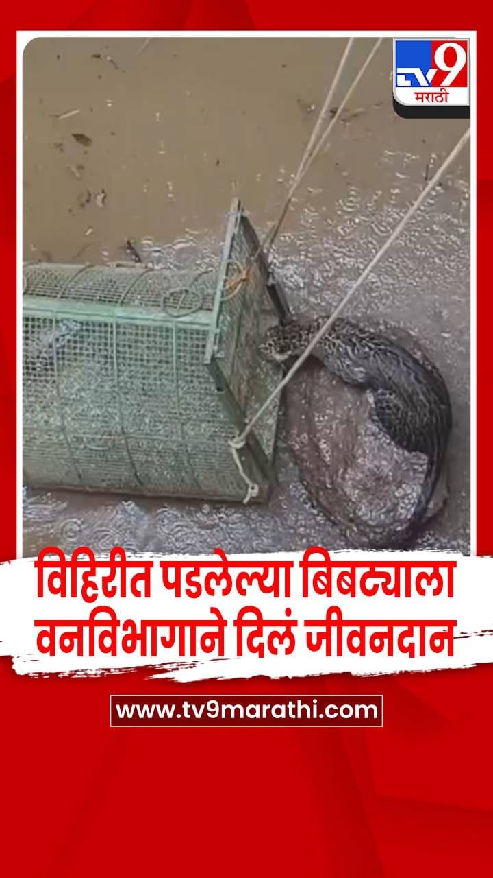 विहिरीत पडलेल्या बिबट्याला वनविभागाने यशस्वीपणे काढलं बाहेर