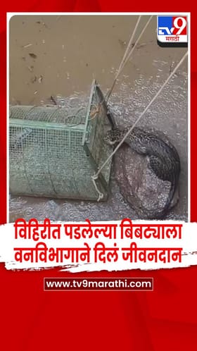 विहिरीत पडलेल्या बिबट्याला वनविभागाने यशस्वीपणे काढलं बाहेर
