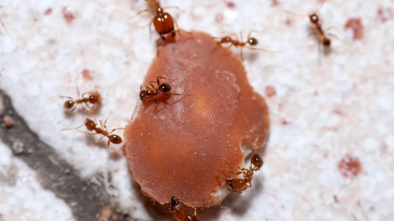 red-ants-removal-tips
