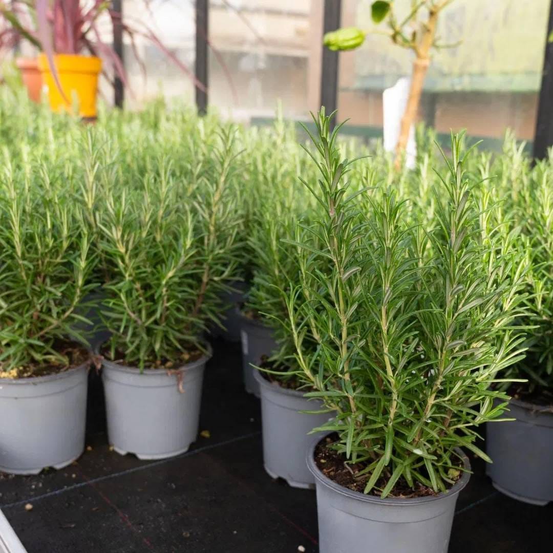 रोमजेरी एक हर्बल वनस्पती आहे. तिच्या सुंगधामुळे सुद्धा मच्छर आणि कीटक घरापासून लांब राहतात. याचा उपयोग तुम्ही किचनमध्ये सुद्धा करु शकता. रोजमेरी केसांसाठी सुद्धा उपयुक्त आहे. कमी खर्च आणि फार देखभालीची गरज नसते. दीर्घकाळ ही वनस्पती फ्रेश राहते.