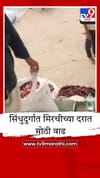 सिंधुदुर्गात मिरचीच्या दरात मोठी वाढ; मसाला उत्पादक आणि गृहिणींची चिंता वाढली.