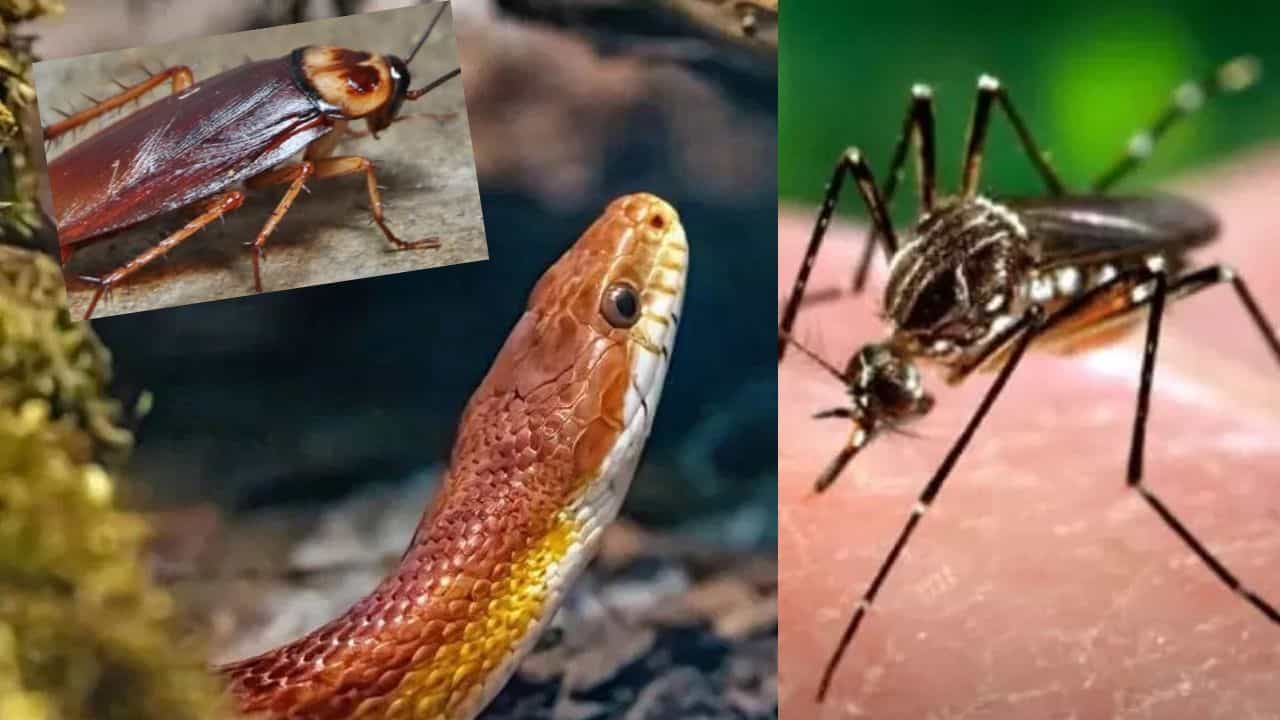 झाड एक काम अनेक; या छोट्याशा रोपट्यामुळे साप तर घरात येतच नाहीत, पण डास अन् झुरळांपासून देखील होते कायमची सुटका