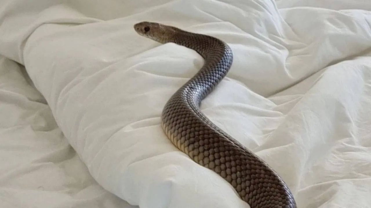 हे छोटंसं रोपटं म्हणजे सापांचा कदर्नकाळच; साप घराचा रस्ताच विसरून जातो, पुन्हा परिसरातही दिसणार नाही