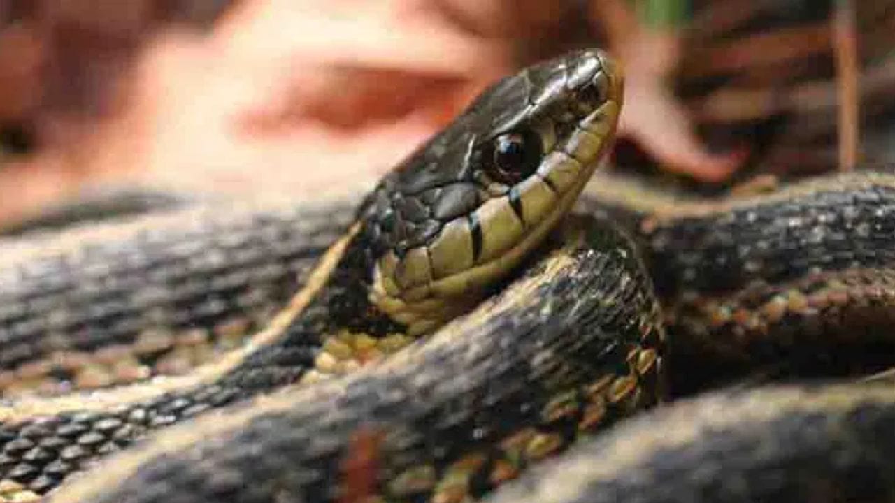 जादूची छडी! आयुष्यात पुन्हा साप जवळ फिरकणार नाही, फक्त ही एक काठी जवळ ठेवा, दुरूनच पळून जातात