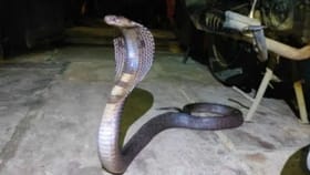 ही चूक म्हणजे सापांना घरात येण्याचं आमंत्रणच, साप बाहेर जाणारच नाहीत.