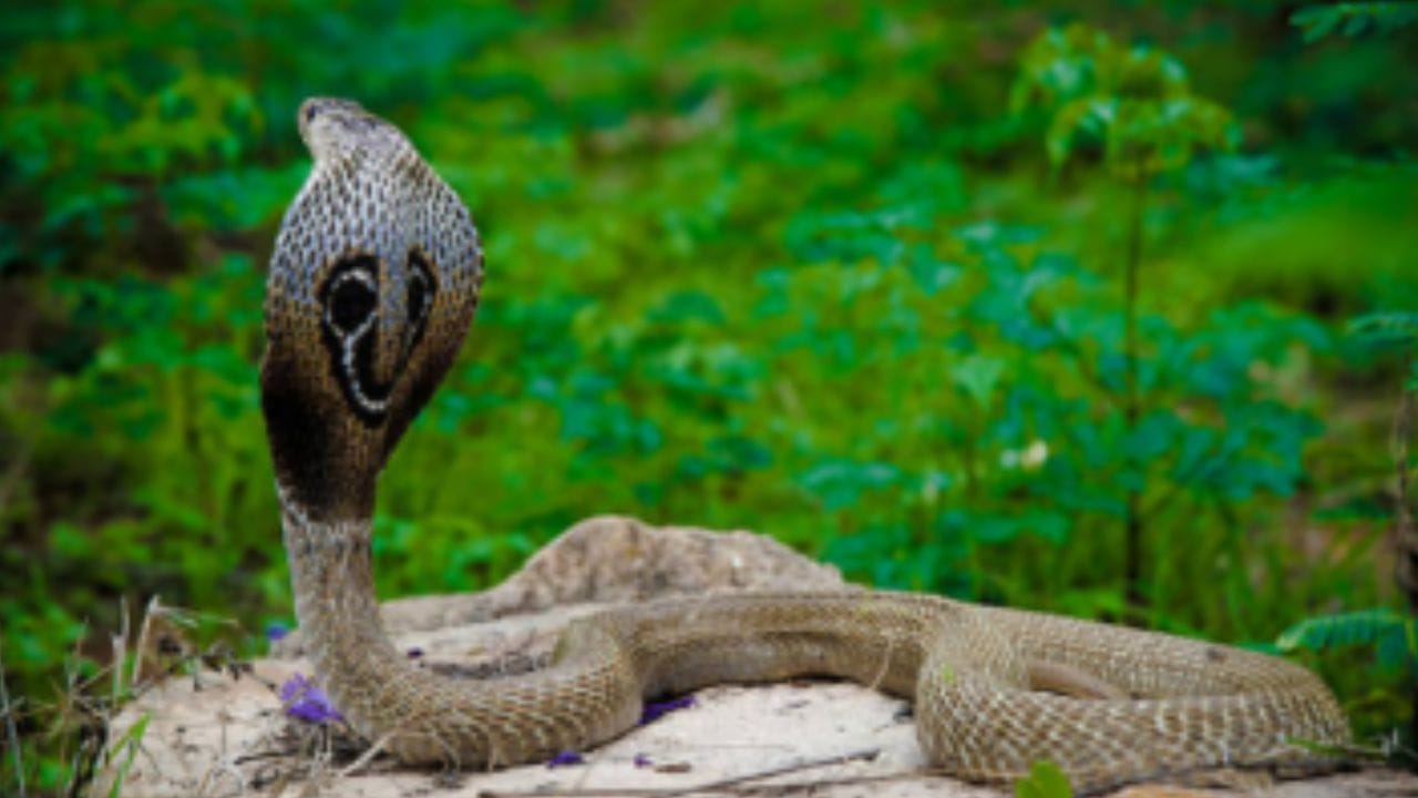 हे झाड म्हणजे सापांचं दुसरं घरच; साप चुंबकासारखा आकर्षित होतो, तुमच्या घरी आहे का?