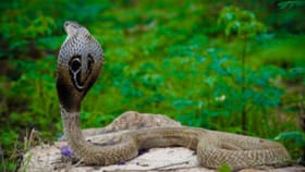 हे झाड म्हणजे सापांचं दुसरं घरच; साप चुंबकासारखा आकर्षित होतो.