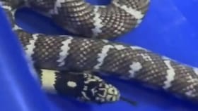 तुम्हाला पण आहे का ही सवय? तर साप चावण्याचा धोका 50 टक्के अधिक वाढतो.