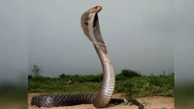 Vastu Shastra : घरात साप निघला तर सावधान, असतात हे तीन मोठे संकेत.