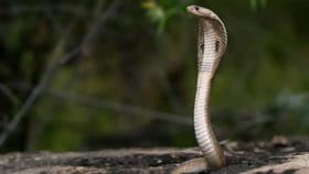 5 सुपर पॉवर झाडं, एकजरी लावलं तरी साप घरात सुद्ध डोकावणार नाही.