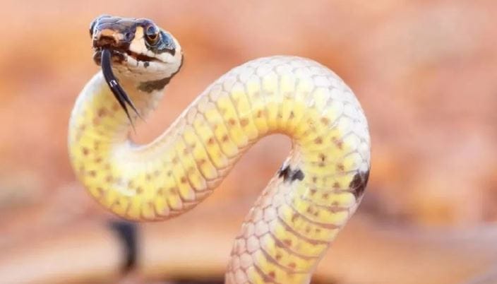 हे झाड तुमच्या घराच्या आसपास असेल तर घरातील सगळी नकारात्मक उर्जा नष्ट होते, असे वास्तूशास्त्रात सांगितले जाते. तसेच सकारात्मक उर्जेमुळे घरातही लक्ष्मी नांदते असे मानले जाते. 