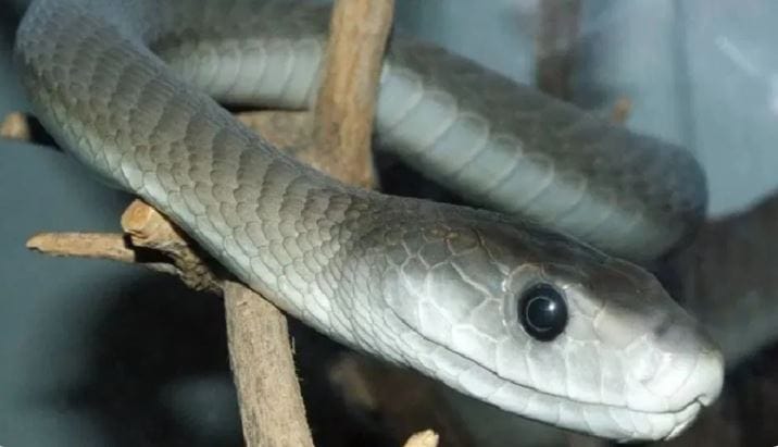 या झाडाचे नाव सर्पगंधा असे आहे. सर्पगंधा हे झाड खूप शुभ मानले जाते. या झाडाला घराच्या सुरक्षेशी जोडले जाते. हे झाड घराच्या आसापास असेल तर एक वेगळीच शांतता निर्माण होते. सगळी कामे लवकर होतात, असे मानले जाते. 