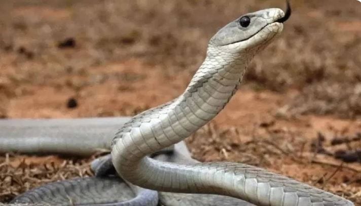 सर्पगंधा या झाडाला एक विशेष गंध असतो. हा गंध सापाला आवडत नाही, असे मानले जाते. म्हणूनच तुम्ही हे झाड बागेत किंवा अंगणात लावल्यास तुमच्या घराच्या आसपासही साप फिरकत नाही, असा दावा केला जातो. 