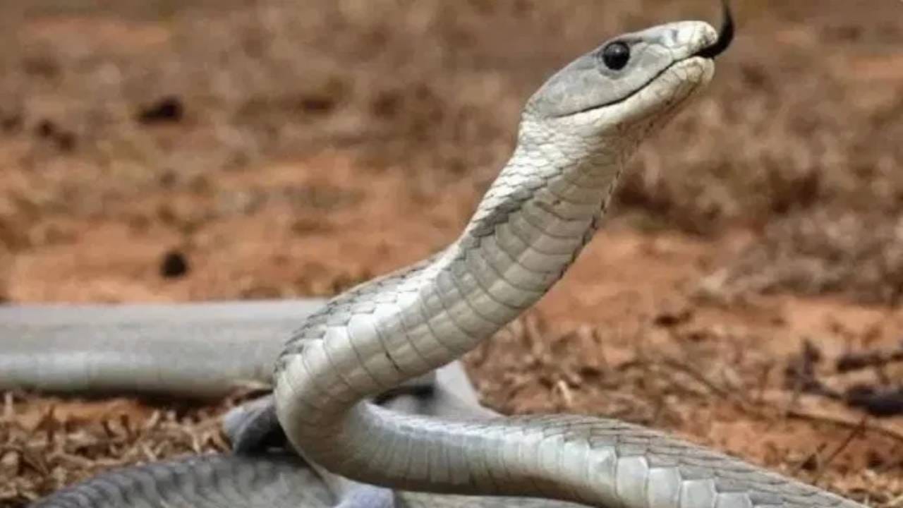 हे एक झाड म्हणजे सापाचा कर्दनकाळ, अंगणात लावल्यास साप लांबूनच जाईल पळून!
