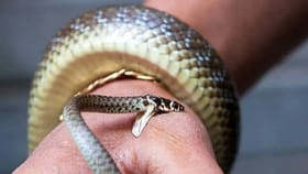 तुम्हाला चावलेला साप विषारी की बिनविषारी? असा ओळखा.