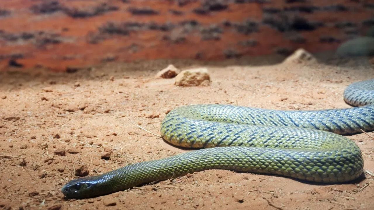 ही खास जडीबूटी म्हणजे सापांसाठी लक्ष्मण रेखाच, साप घराची पायरी सुद्ध ओलंडणार नाही, दूरूनच पळून जातो