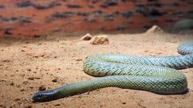 ही जडीबूटी म्हणजे सापांसाठी लक्ष्मण रेखाच, साप कधी घरात येणारच नाही.