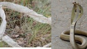 घरात सापाची कातीन दिसली तर काय करायचं? 99 टक्के लोक करतात ही मोठी चूक.