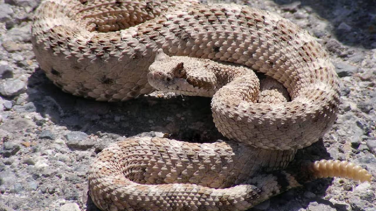 जगातील 5 सर्वात मास्टरमाइंड साप, ताकदीपेक्षा बुद्धीने करतात हल्ला, क्षणात शत्रूला देतात चकवा