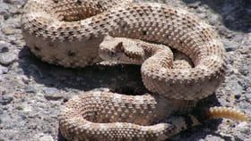 या 5 सापांपासून सावध! ताकद नाही तर बुद्धीने करतात घात, क्षणात होतात गा.