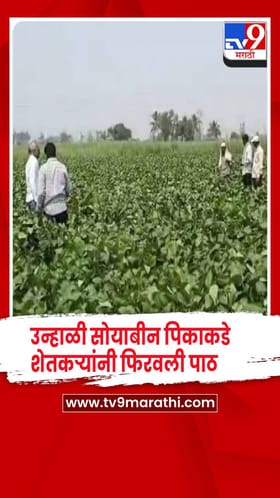 वाळवा तालुक्यात उन्हाळी सोयाबीन पिकाकडे शेतकऱ्यांनी फिरवली पाठ