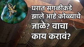 एकही रुपया खर्च नाही, झटक्यात नाहीसे होईल कोळ्याचे जाळे, फक्त वापरा....