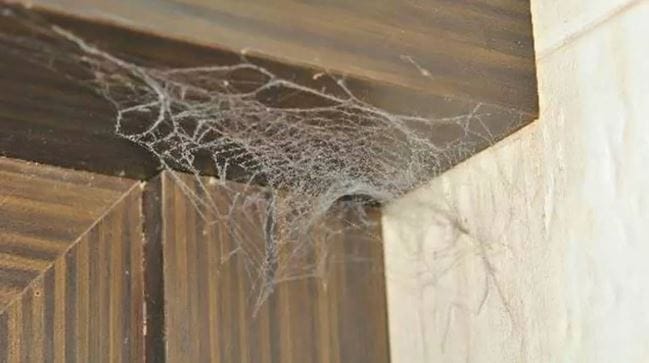 कोळी हा कीटक तसा घरासाठी उपयुक्त असतो. कारण तो इतर छोट्या कीटकांना खाऊन टकतो. परंतु तरीदेखील अनेक महिला पुरुषांना कोळी किंवा कोळ्याचे जाळे घरात दिसलेले आवडत नाही. कोळ्याचे जाळे हे दिसायला खूप सुंदर असते. परंतु अनेकजण कोळ्याचे जाळे दिसतात पळून जातात.