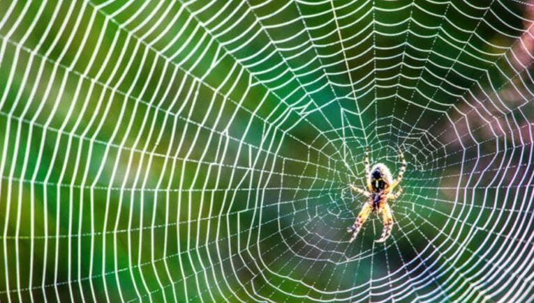 म्हणूनच घरात कोळी आणि कोळ्याचे जाळे झाल्यावर अनेकजण बाजारातून महागडे स्प्रे घेऊन येतात. घराता सगळीकडे ते फवारतात. परंतु तरीदेखील काही दिवसांनी घरात कोळ्याचे जाळे दिसतेच. त्यामुळेच घराची कोळ्याच्या तावडीतून कशी सुटका करायची ते जाणून घेऊ या...