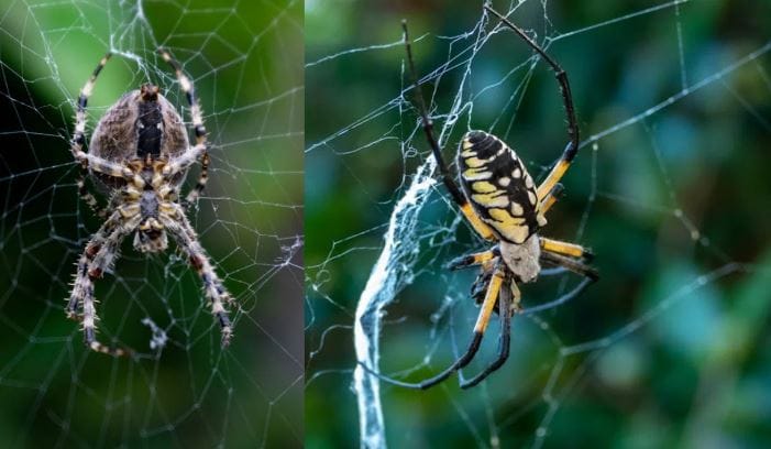 तुमच्याकडे पुदिन्याचे तेल असेल तर त्याचा स्प्रे करून तुम्ही घरातील कोळ्यांना बाहेर पळवून लावू शकता. त्यासाठी पाण्याने भरलेली एक बॉटल घ्या. त्यात 10 ते 15 थेंब पुदिन्याचे तेल टाका. हे पाणी खिडकी घराची चौकट घरातील कोपऱ्यात स्प्रे करा. त्यानंतर घरातील कोळी नाहीसे होतील. 