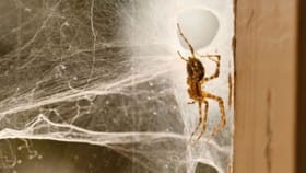 तुमच्या घराच्या कोपऱ्यातील कोळ्याची जाळी बदलू शकतात तुमचे नशीब.