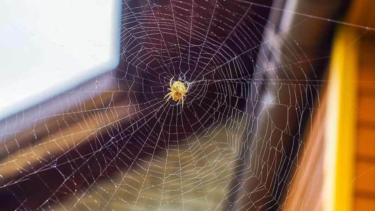 मात्र, वास्तुशास्त्रानुसार घरामध्ये कोळ्याची जाळी असणे अत्यंत अशुभ मानले जाते. ही जाळी केवळ घराचे सौंदर्यच खराब करत नाहीत, तर घरात नकारात्मक ऊर्जा देखील पसरवतात.