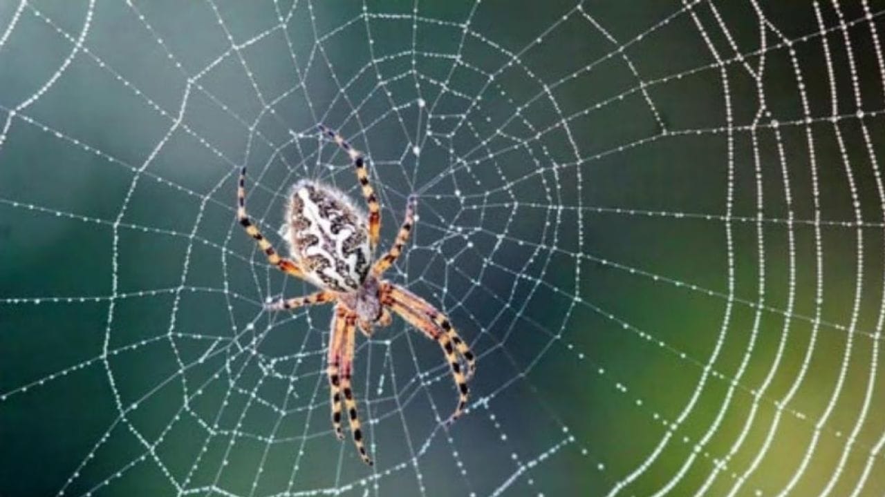 जर तुमच्या बेडरूममध्ये कोळ्याची जाळी असतील, तर ती तात्काळ स्वच्छ करा. वास्तू शास्त्रानुसार, बेडरूममधील जाळ्यांमुळे पती-पत्नीच्या नात्यात कटुता निर्माण होऊन विनाकारण वाद वाढण्याची शक्यता असते.