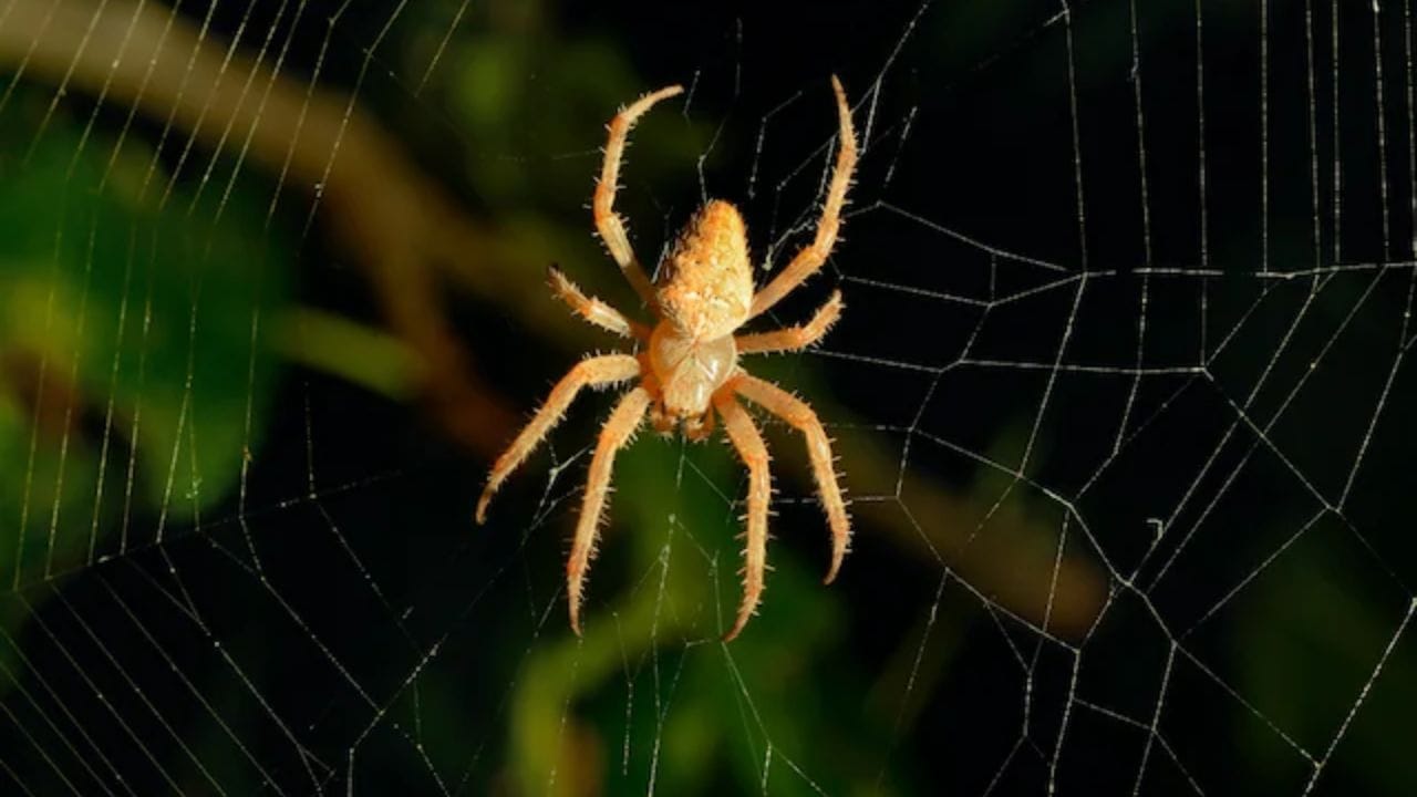 स्वयंपाकघरात देवी अन्नपूर्णा वास करते. या ठिकाणी जाळी असणे आरोग्यासाठी घातक ठरू शकते. विज्ञानानुसार, जाळ्यांमधील साचलेल्या घाणीत जीवाणू वाढतात, ज्यामुळे अन्नाद्वारे संसर्ग होऊन घरातील सदस्य आजारी पडू शकतात.
