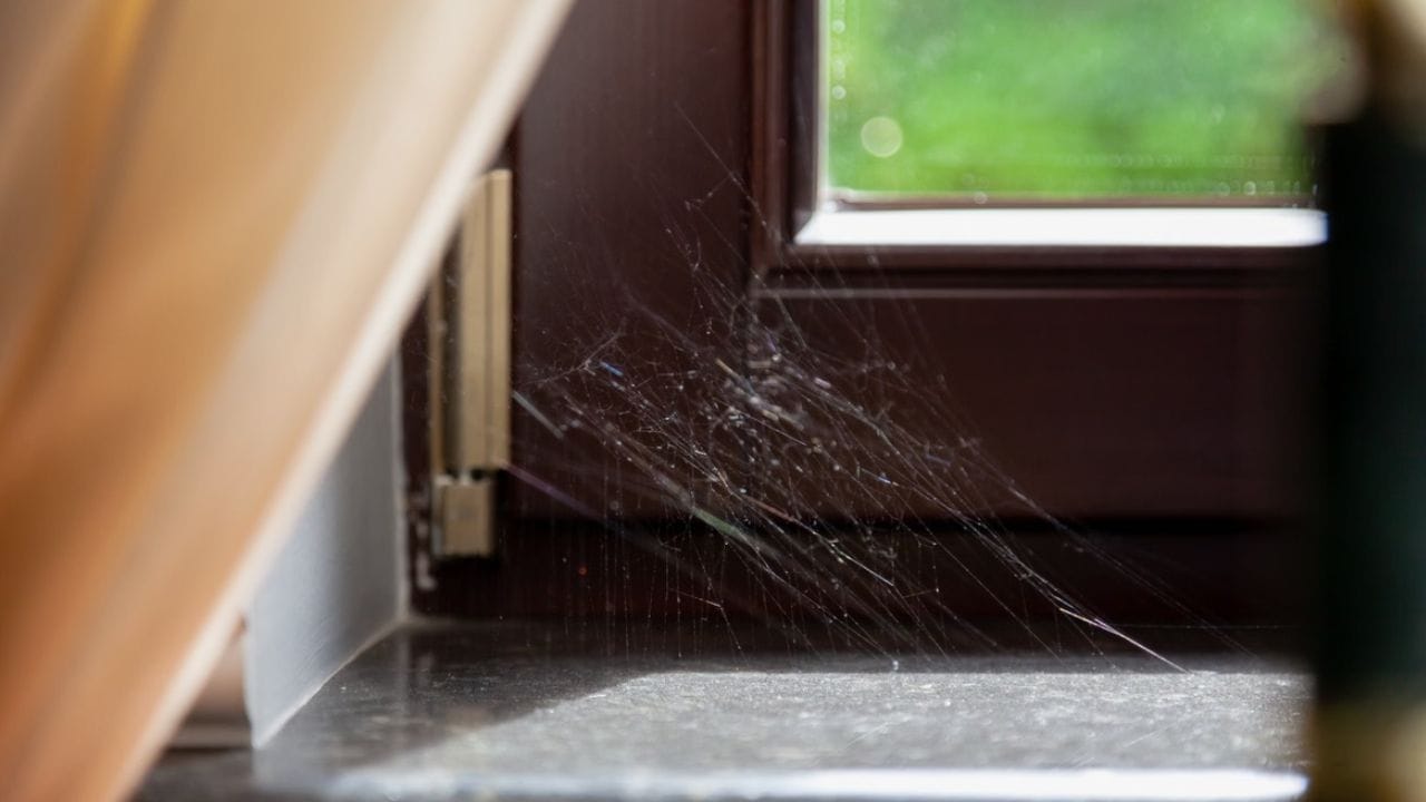 देवघर हे घराचे सर्वात पवित्र स्थान असते. जर येथे कोळ्याची जाळी जमा झाली, तर ते दुर्दैवाचे लक्षण मानले जाते. यामुळे घरातील प्रसन्नता कमी होते, म्हणून दररोज पूजेपूर्वी देवघराची स्वच्छता करणे आवश्यक आहे.