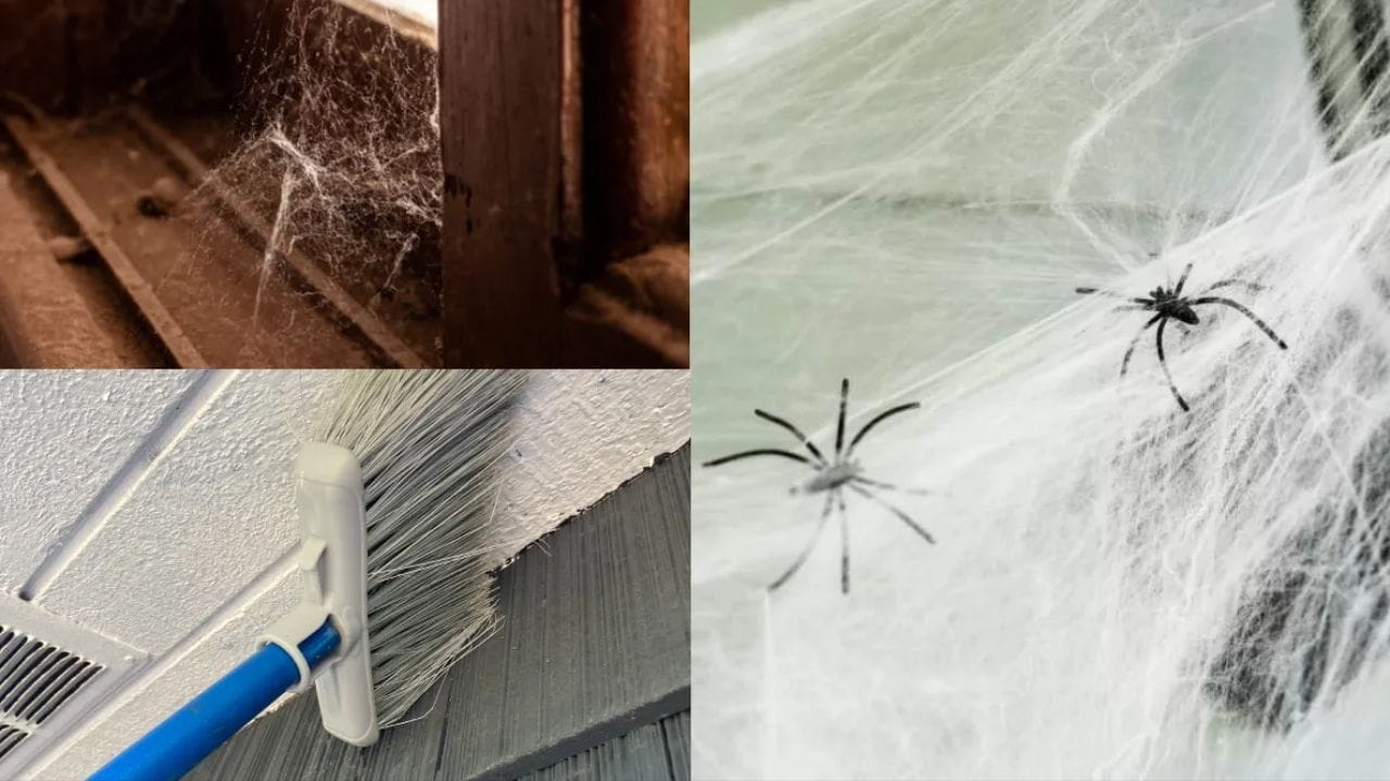 उन्हाळा सुरू झाला की उष्ण आणि कोरड्या हवामानामुळे घराच्या कोपऱ्यांत, भिंतींवर किंवा छतावर कोळ्याची जाळी दिसतात ही एक सामान्य बाब आहे. अनेकदा आपण याकडे निव्वळ धूळ किंवा घाण समजून दुर्लक्ष करतो.