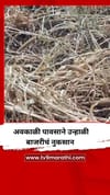 अवकाळी पावसाने उन्हाळी बाजरीचं नुकसान.