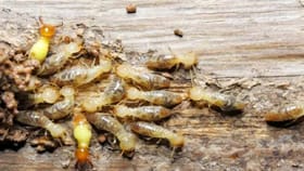 घरात असेल हा एक कीडा तर सगळं संपलंच म्हणून समजा!